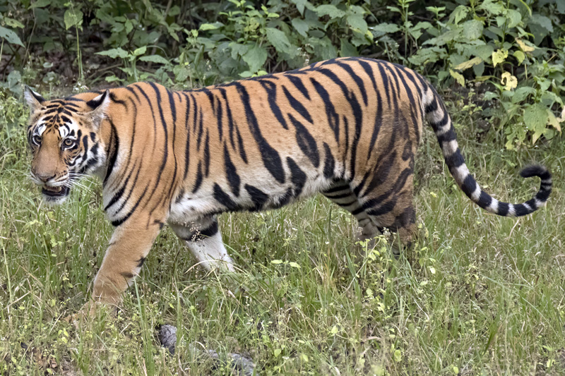 Bengal Tiger