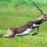 The Blackbuck