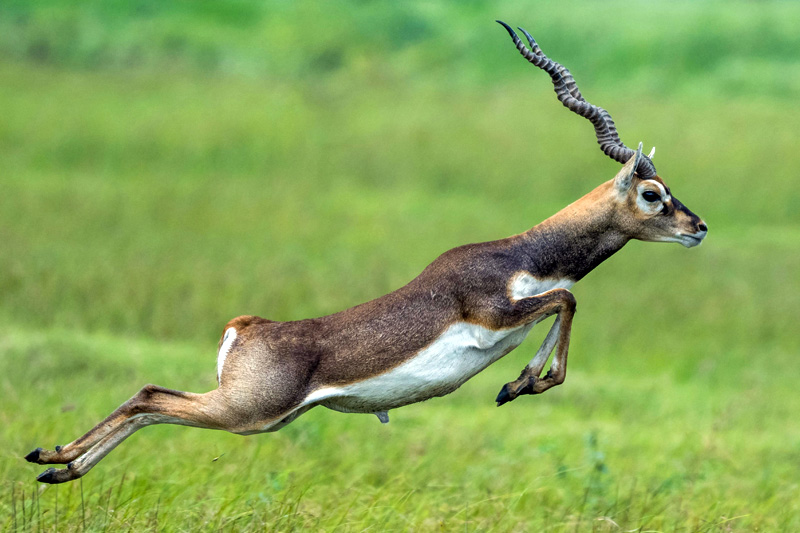 The Blackbuck