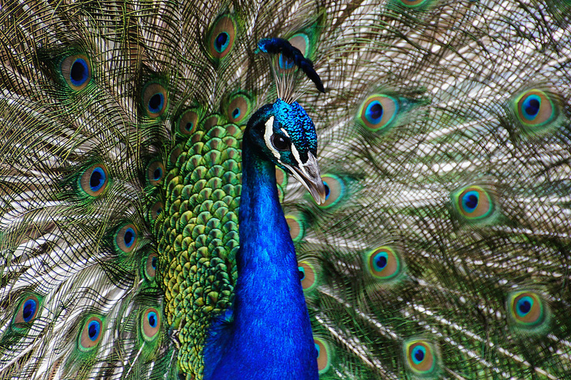 Peacock