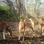 Wildlife in India