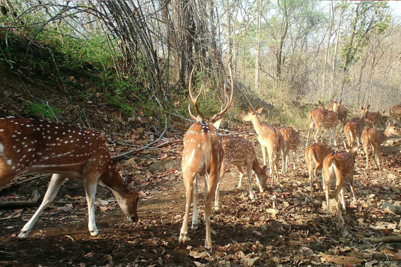 Wildlife in India